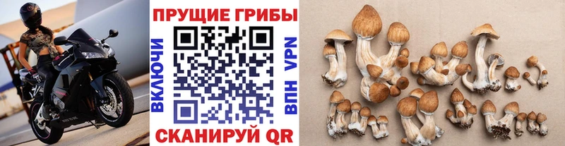 купить наркотик  Вилюйск  Псилоцибиновые грибы Psilocybine cubensis 
